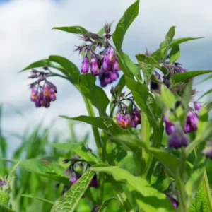 Comfrey Roots Set - 30 Count - Planting Stock for Garden Use