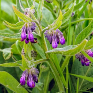 Comfrey Roots Set of 10 - Garden Plant Starters