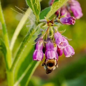 Comfrey Roots Set of 10 - Garden Plant Starters
