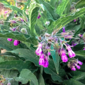 Comfrey Roots Set of 10 - Garden Plant Starters