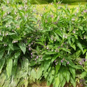 Comfrey Roots Set of 10 - Garden Plant Starters