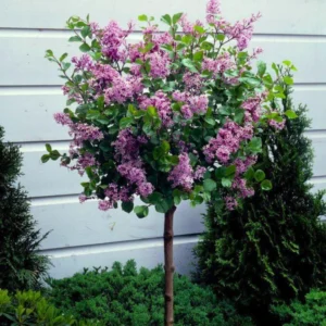 Common Lilac Tree Live Plant - Purple Flowers - 6-9 Inches Outdoor Growing