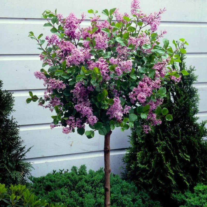 Common Lilac Tree Live Plant - Purple Flowers - 6-9 Inches Outdoor Growing