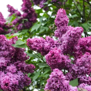 Common Lilac Tree Live Plant - Purple Flowers - 6-9 Inches Outdoor Growing