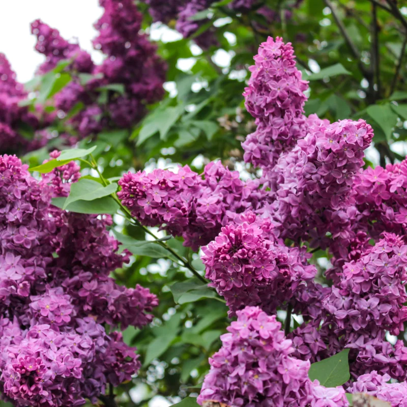 Common Lilac Tree Live Plant - Purple Flowers - 6-9 Inches Outdoor Growing