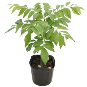 Curry Leaf Plant - 5-8 Inch Live Plant in Pot - Aromatic Herb