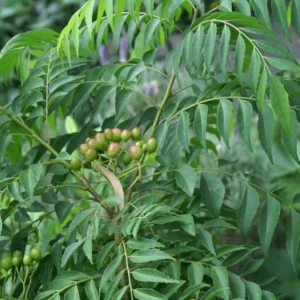Curry Leaf Plant - 5-8 Inch Live Plant in Pot - Aromatic Herb