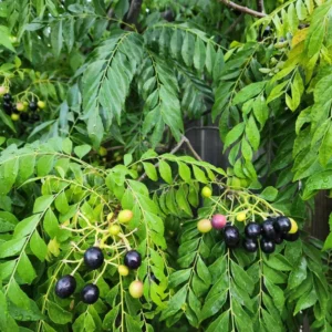 Curry Leaf Plant - 5-8 Inch Live Plant in Pot - Aromatic Herb