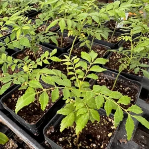 Curry Leaf Plant - 5-8 Inch Live Plant in Pot - Aromatic Herb