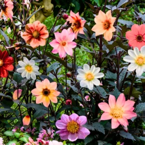 Dahlia Plant Live: 2-5" Plug, Multi-Colored Blooms