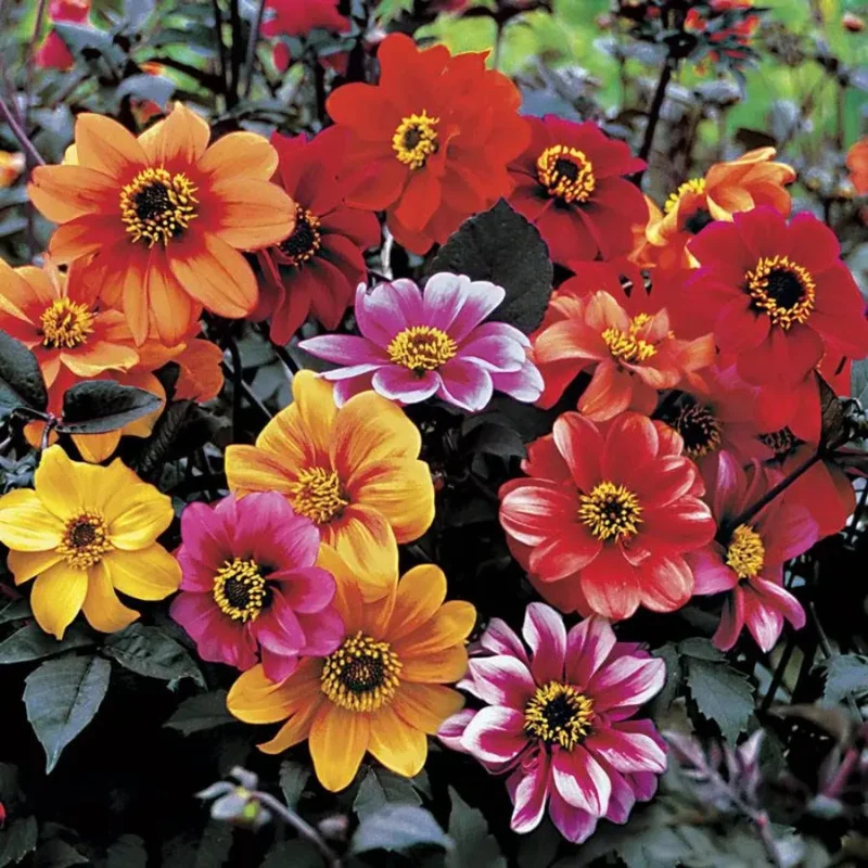 Dahlia Plant Live: 2-5" Plug, Multi-Colored Blooms