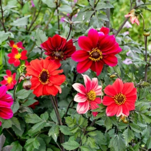 Dahlia Plant Live: 2-5