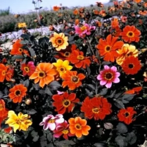 Dahlia Plant Live: 2-5