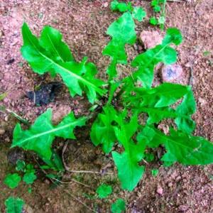 Dandelion Plant Live, Yellow Starter Plant, Outdoor Garden, 5-7'' Tall