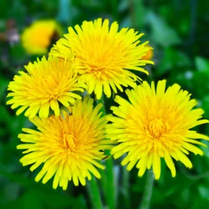 Dandelion Plant Live, Yellow Starter Plant, Outdoor Garden, 5-7'' Tall