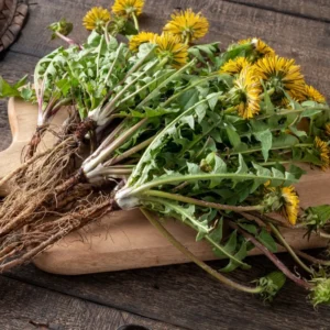 Dandelion Plant Live, Yellow Starter Plant, Outdoor Garden, 5-7'' Tall