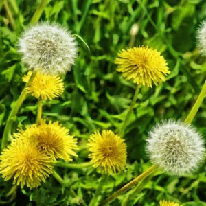Dandelion Plant Live, Yellow Starter Plant, Outdoor Garden, 5-7'' Tall