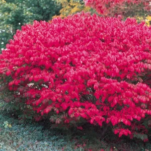 Dwarf Burning Bush Bare Root Plants - 6-12 Inch Hardy Shrubs for Fall Color Landscape Borders