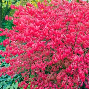 Dwarf Burning Bush Bare Root Plants - 6-12 Inch Hardy Shrubs for Fall Color Landscape Borders