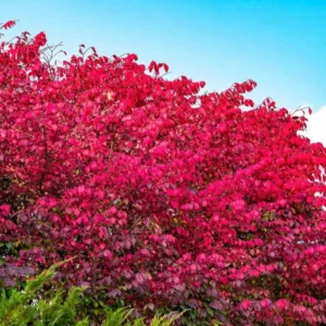 Dwarf Burning Bush Bare Root Plants - 6-12 Inch Hardy Shrubs for Fall Color Landscape Borders