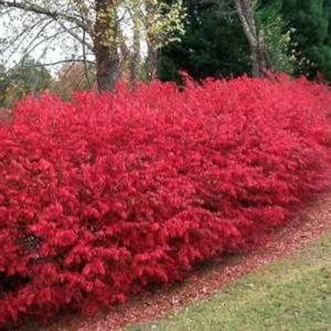 Dwarf Burning Bush Bare Root Plants - 6-12 Inch Hardy Shrubs for Fall Color Landscape Borders