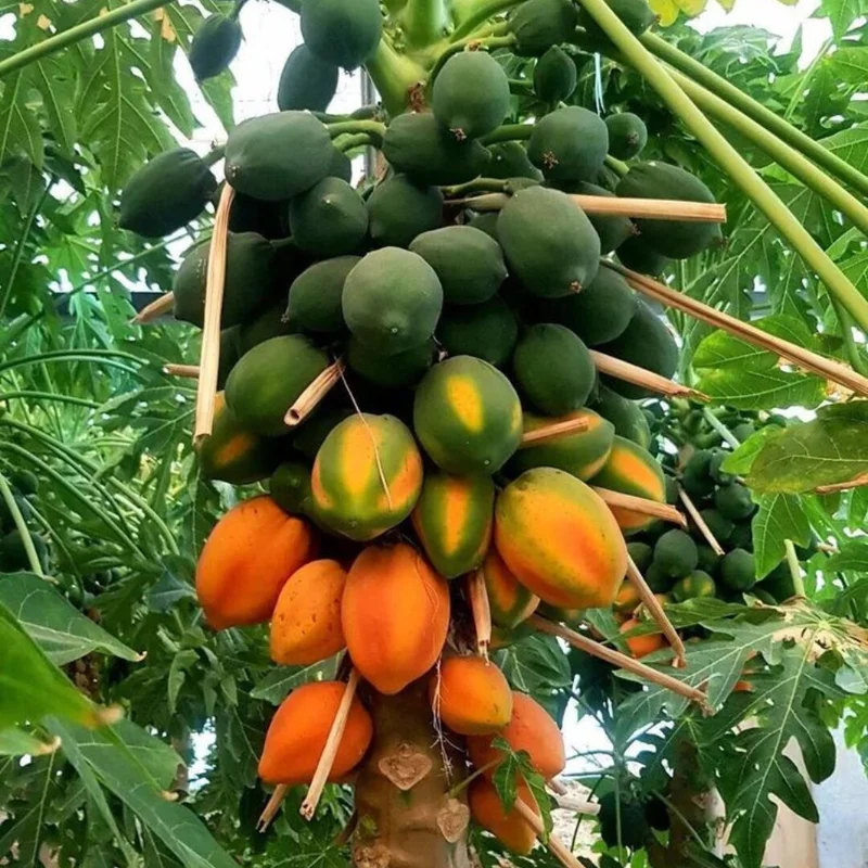 Dwarf Papaya Tree - 7-10 Inch Plant in Half Gallon Pot