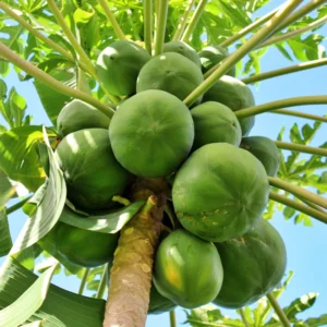 Dwarf Papaya Tree - 7-10 Inch Plant in Half Gallon Pot