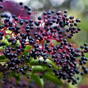 Elderberry Fruit Tree - Black Elderberry Live Plant 6-12'' Potted
