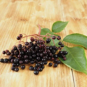 Elderberry Fruit Tree - Black Elderberry Live Plant 6-12'' Potted