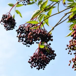 Elderberry Fruit Tree - Black Elderberry Live Plant 6-12'' Potted