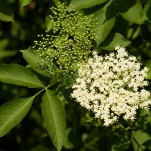 Elderberry Fruit Tree - Black Elderberry Live Plant 6-12'' Potted