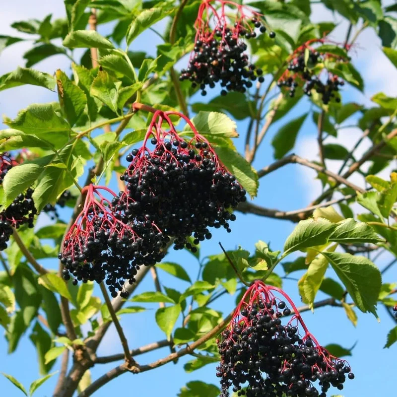 Elderberry Live Plant - Black Elderberry Fruit Tree - 5-9'' Outdoor Ready to Grow