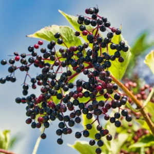 Elderberry Live Plant - Black Elderberry Fruit Tree - 5-9'' Outdoor Ready to Grow