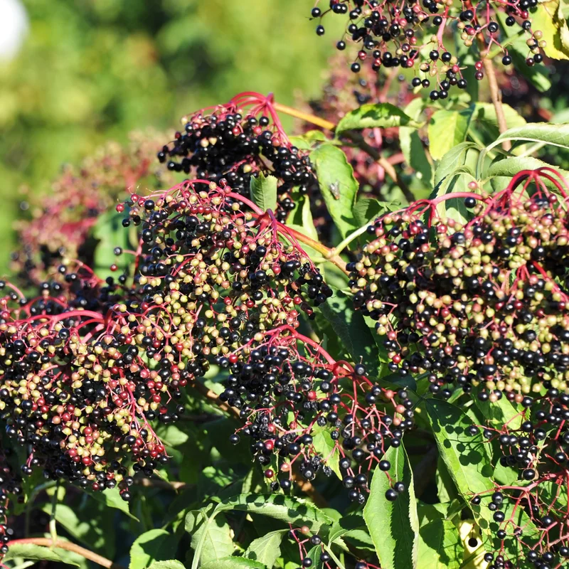 Elderberry Live Plant - Black Elderberry Fruit Tree - 5-9'' Outdoor Ready to Grow