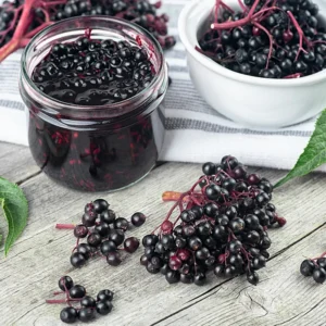 Elderberry Live Plant - Black Elderberry Fruit Tree - 5-9'' Outdoor Ready to Grow