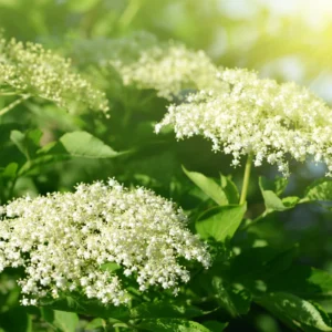 Elderberry Live Plant - Black Elderberry Fruit Tree - 5-9'' Outdoor Ready to Grow