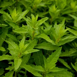 Epazote Herb Plant Live - Outdoor Growing Herb - 8-10 Inches