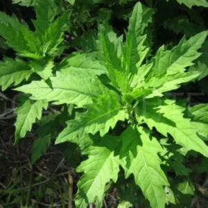 Epazote Herb Plant Live - Outdoor Growing Herb - 8-10 Inches
