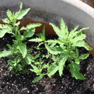 Epazote Herb Plant Live - Outdoor Growing Herb - 8-10 Inches