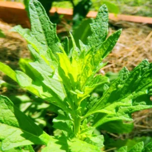 Epazote Herb Plant Live - Outdoor Growing Herb - 8-10 Inches