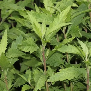 Epazote Herb Plant Live - Outdoor Growing Herb - 8-10 Inches