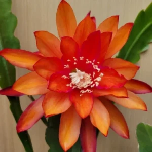 Epiphyllum Plant Live - Orange Orchid Cactus 6-8'' Tall - Indoor/Outdoor