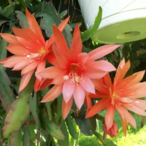 Epiphyllum Plant Live - Orange Orchid Cactus 6-8'' Tall - Indoor/Outdoor
