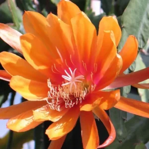 Epiphyllum Plant Live - Orange Orchid Cactus 6-8'' Tall - Indoor/Outdoor