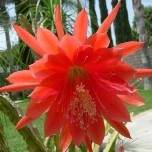 Epiphyllum Plant Live - Orange Orchid Cactus 6-8'' Tall - Indoor/Outdoor