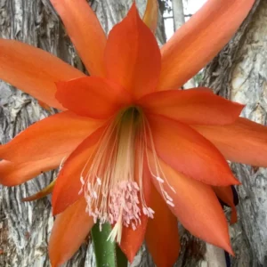 Epiphyllum Plant Live - Orange Orchid Cactus 6-8'' Tall - Indoor/Outdoor