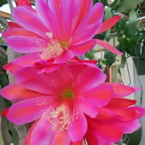 Epiphyllum Plant Live Pink Orchid Cactus 6-8'' Indoor Outdoor