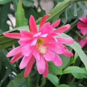 Epiphyllum Plant Live Pink Orchid Cactus 6-8'' Indoor Outdoor