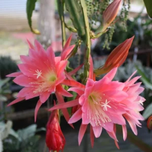Epiphyllum Plant Live Pink Orchid Cactus 6-8'' Indoor Outdoor