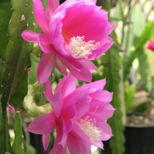 Epiphyllum Plant Live Pink Orchid Cactus 6-8'' Indoor Outdoor